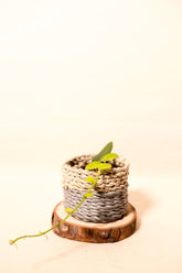 Rhaphidophora crassifolia